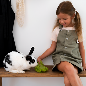 Tiny Pets, Big Love – Caring for Small Animals