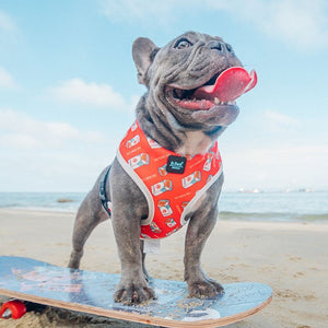 Discover the Ultimate Pet Chest Strap Dog Leash