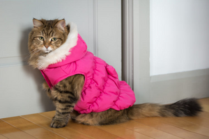Stylish & Functional – Pet Clothing That Works