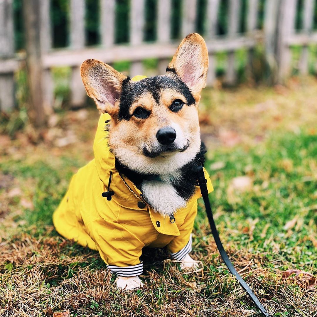 Tide Brand Windproof And Rainproof