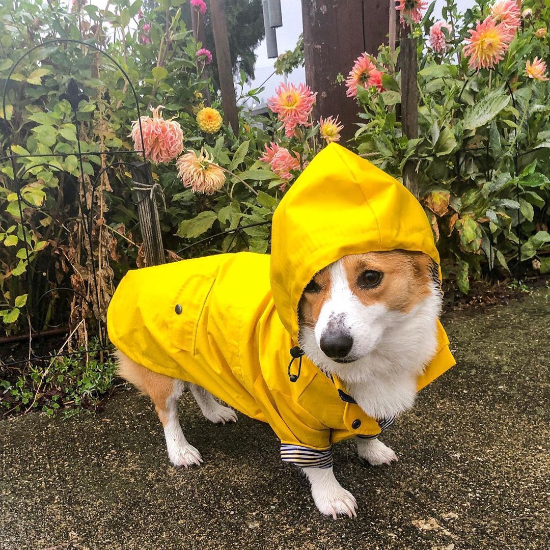 Tide Brand Windproof And Rainproof