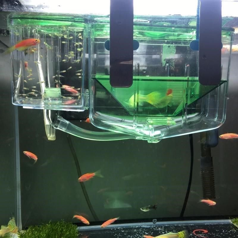 Hatching box guppy sick fish isolation