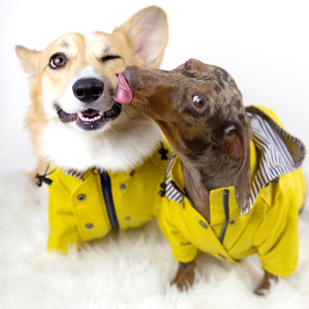 Dog Raincoat Pet Clothes Dog Clothes