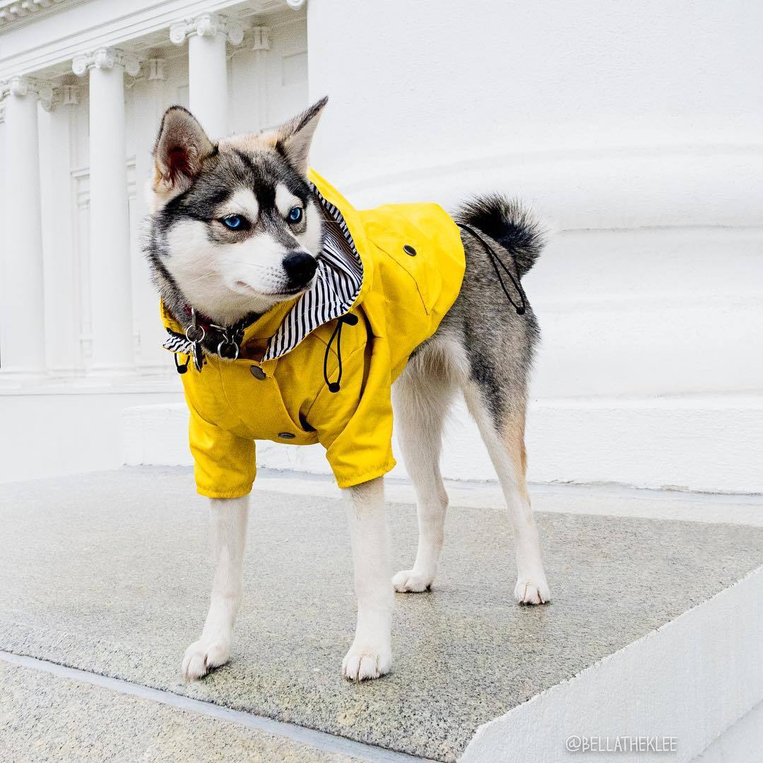 Dog Raincoat Pet Clothes Dog Clothes
